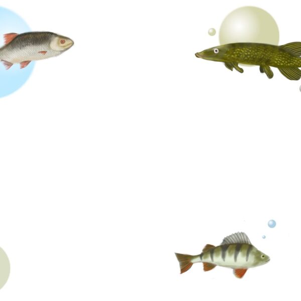 Metsän, veden ja viidakon elämää