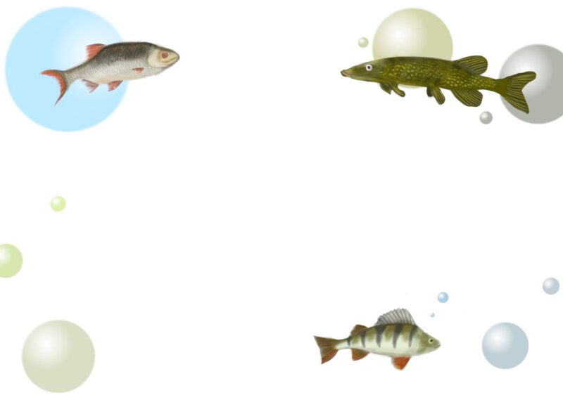 Metsän, veden ja viidakon elämää