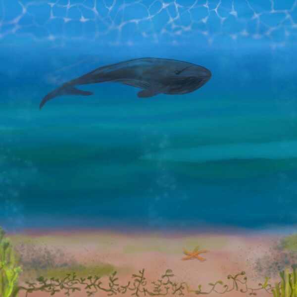 Metsän, veden ja viidakon elämää