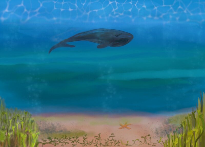 Metsän, veden ja viidakon elämää